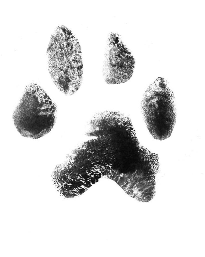 Dutch Anderson Profile Photo