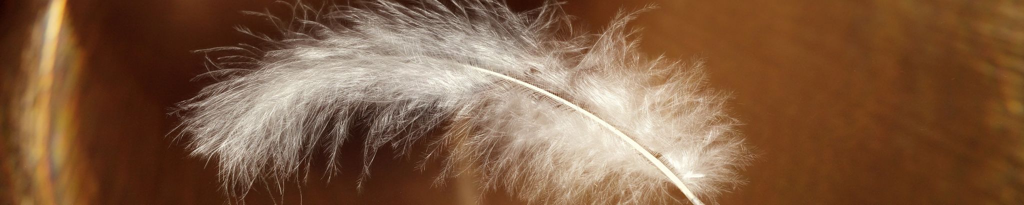 Cover for Danielle Cher Righthand's Obituary