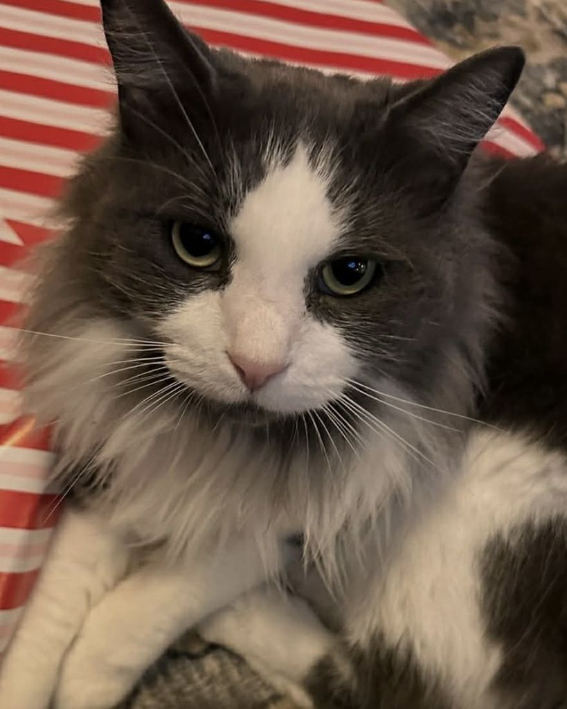 Ashole Dickface Bacholl