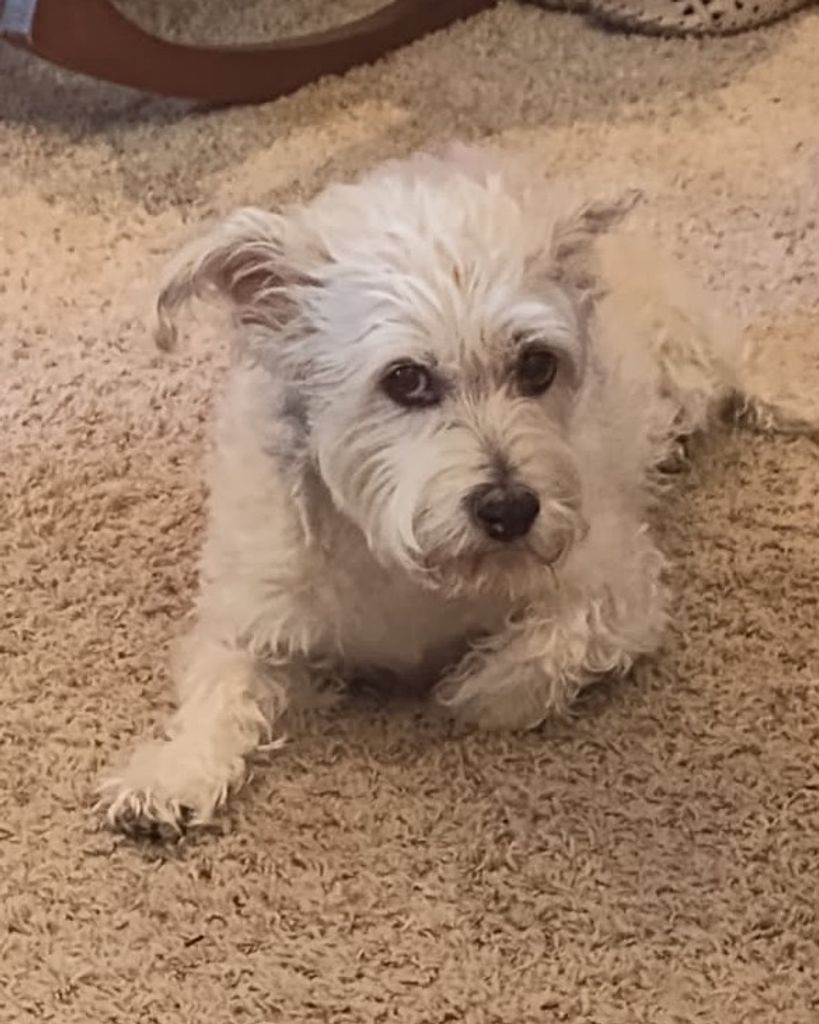 Buddy Bowersox Profile Photo