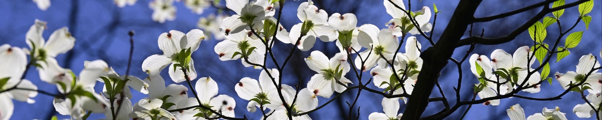 Cover for Virgie Anne Watkins's Obituary