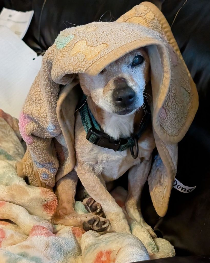 Zeus Webster