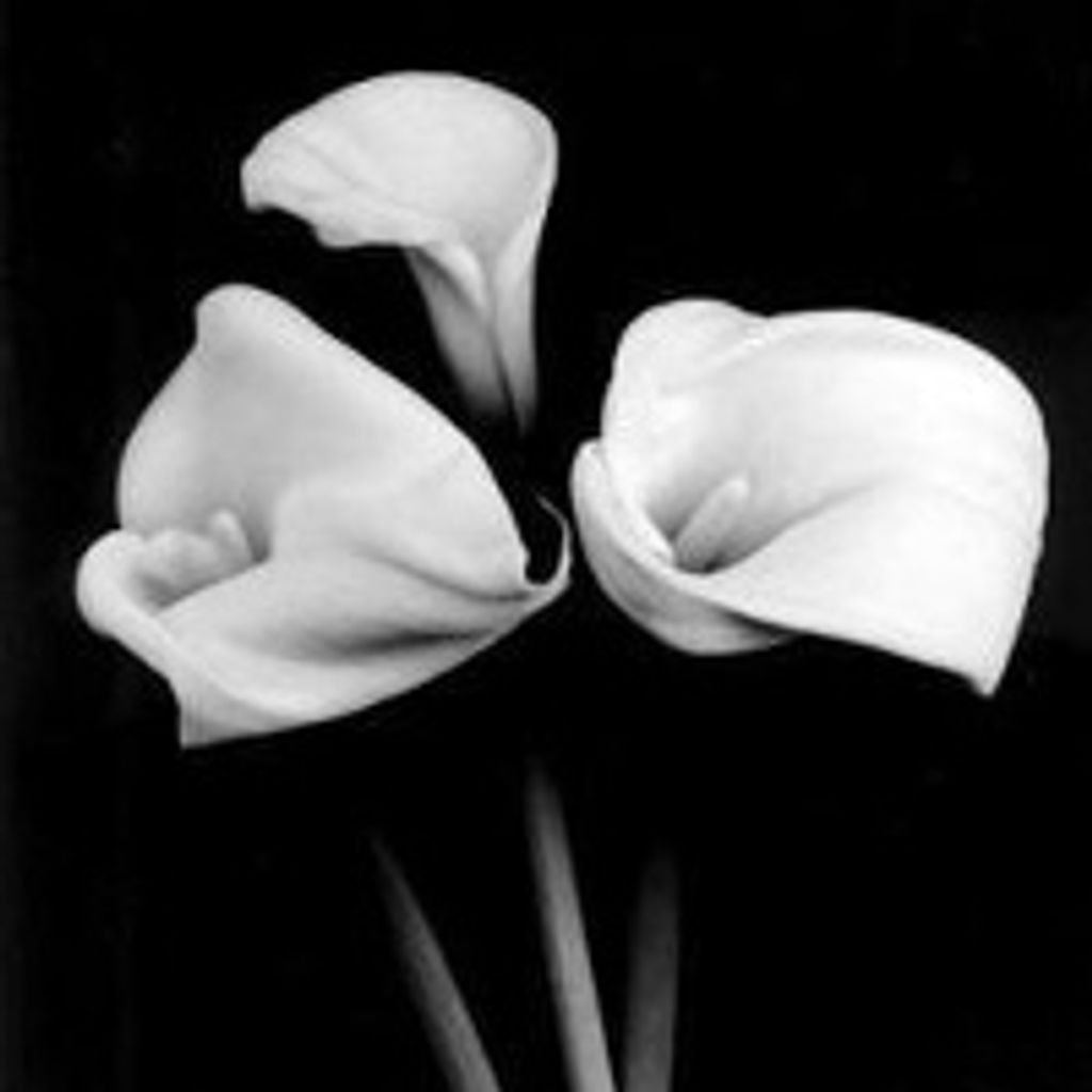 Marjorie A. Tucker