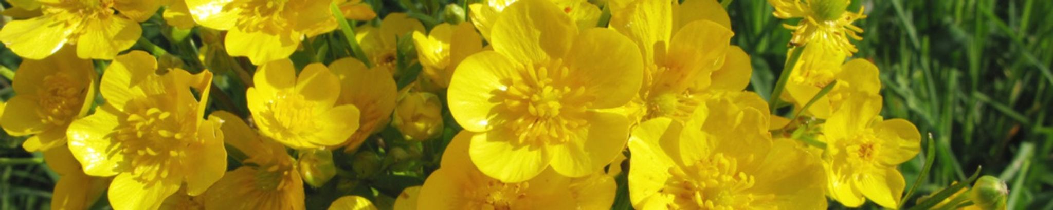 Cover for Patti Louise Covey Edwards's Obituary