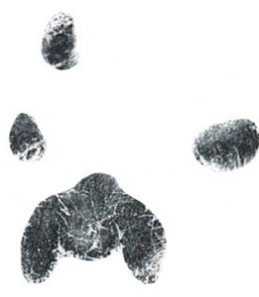 Tabby Wright
