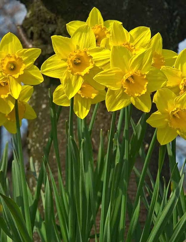 Virginia Riggins Slaughter