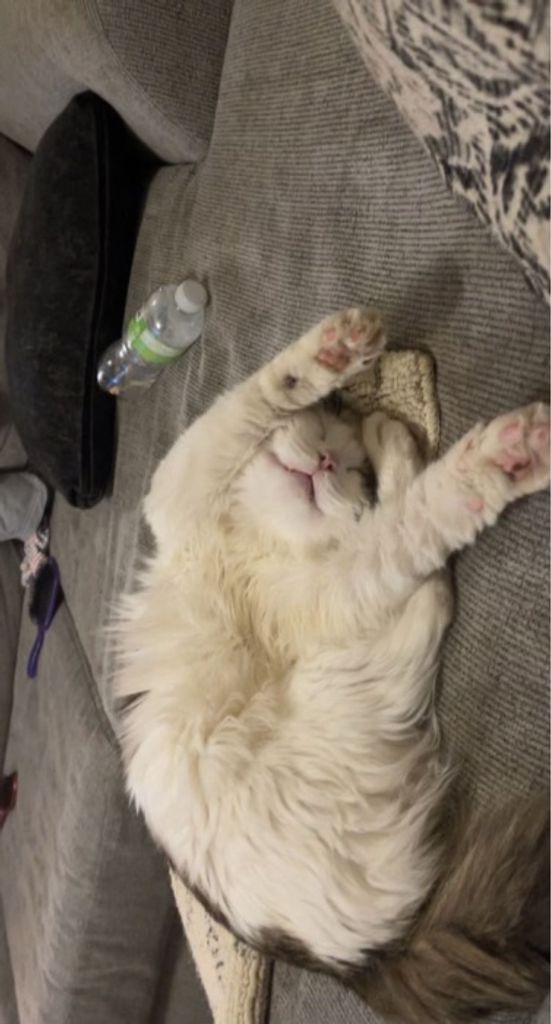 Grumpy Joe Nicks Profile Photo