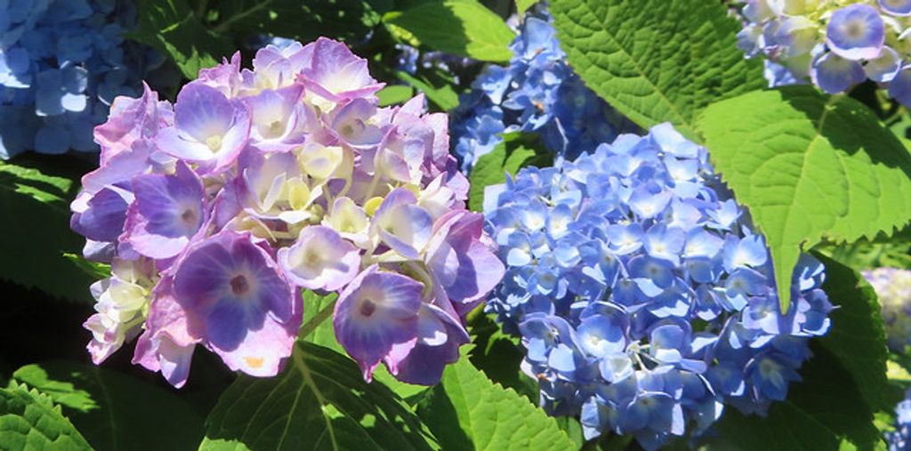 Cover photo for Evelyn Lawanna Cunningham's Obituary