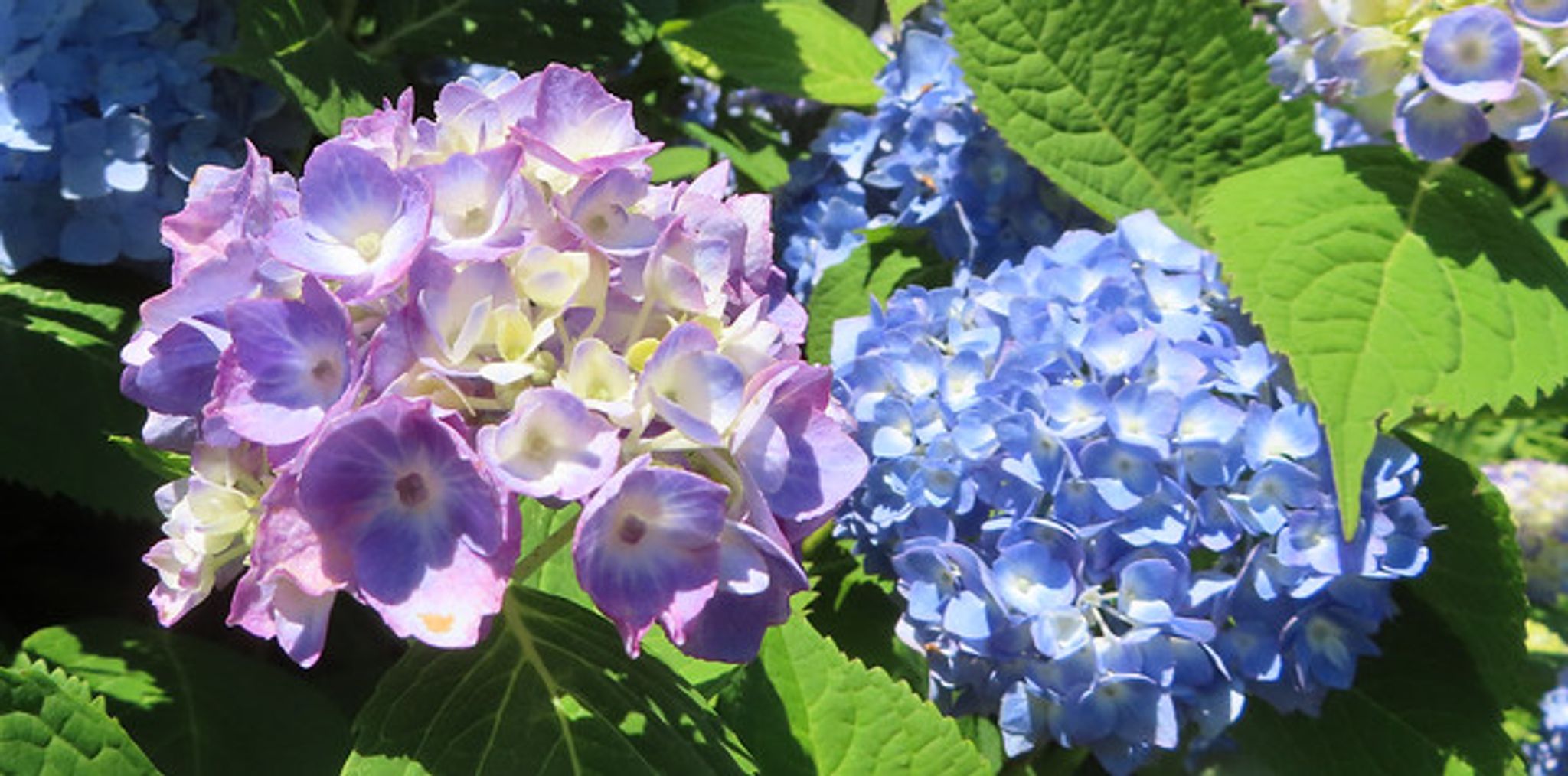 Cover for Evelyn Lawanna Cunningham's Obituary