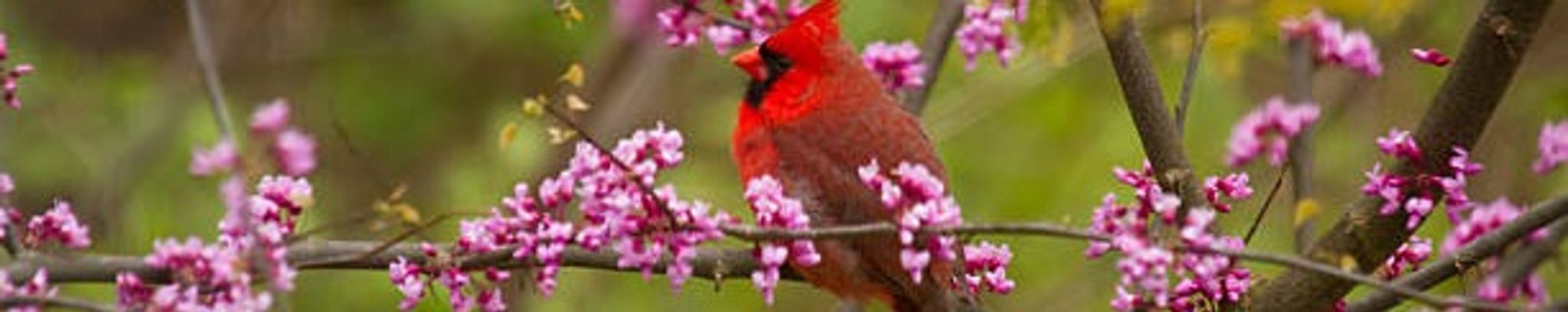Cover photo for Linda Sue Brown's Obituary