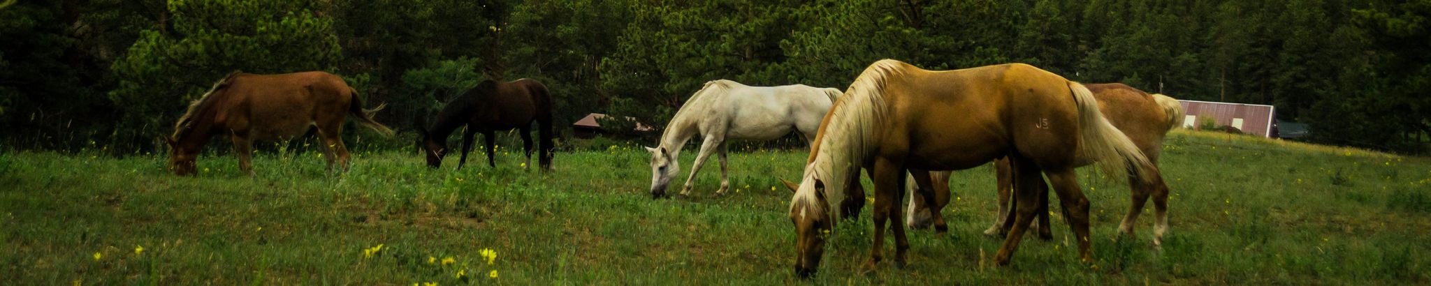 Cover for Claire J. West's Obituary