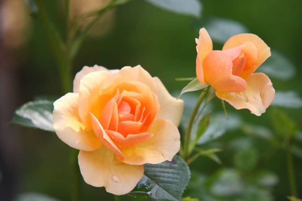 Sandra “Sandy” L. Corns