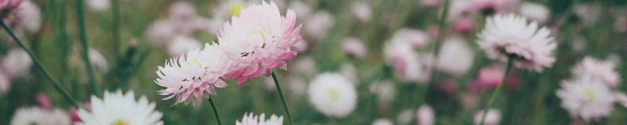 Cover photo for Lily Cottom's Obituary
