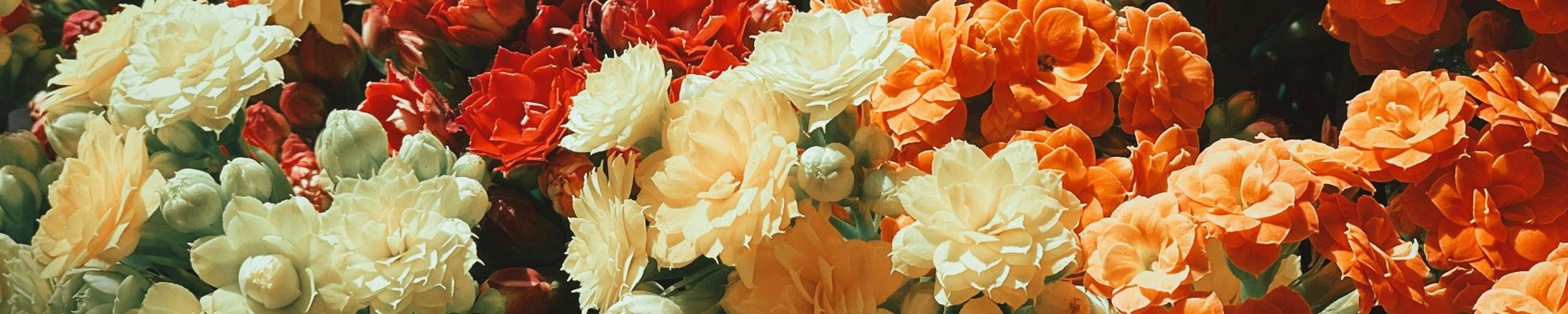 Cover for Sharon Louise Koos's Obituary