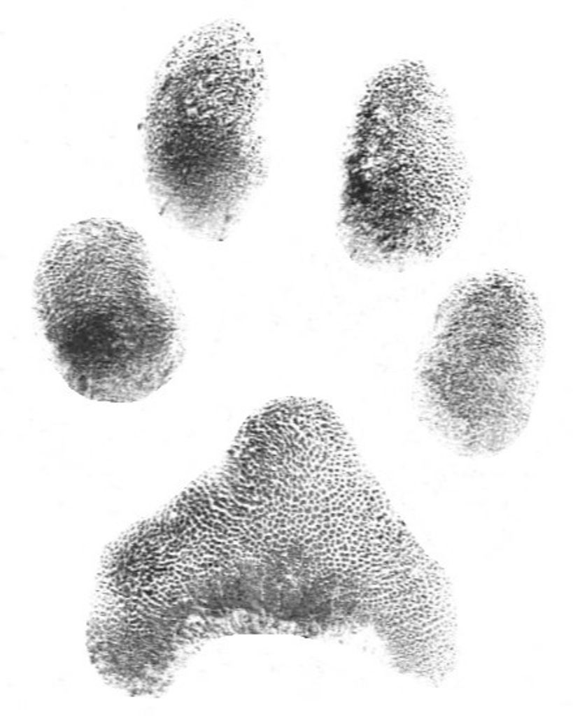 Odie Hackney Profile Photo
