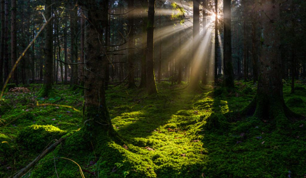 Douglas Hibley Profile Photo