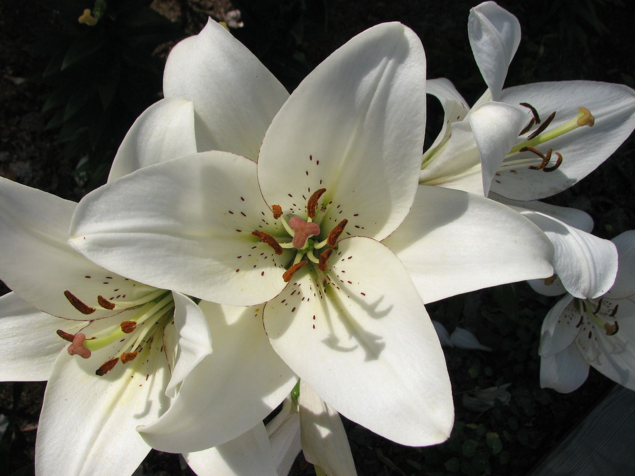 Cover photo for Graciela "Chela" Lopez Medina's Obituary