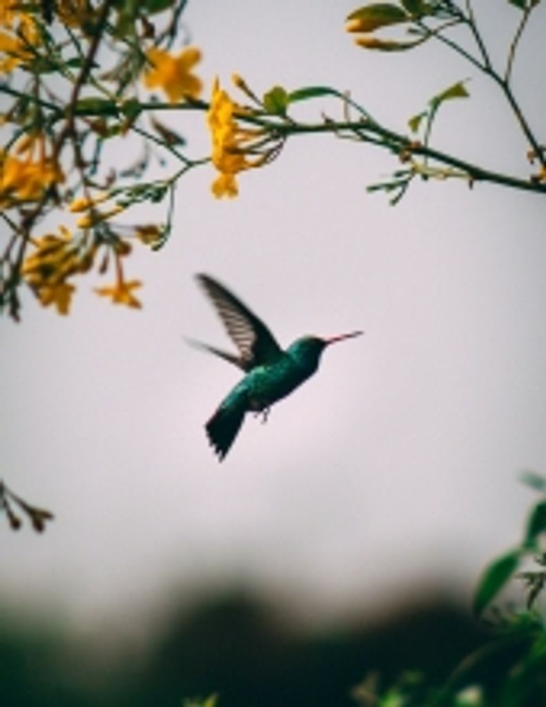 Claire Burnadette Jones