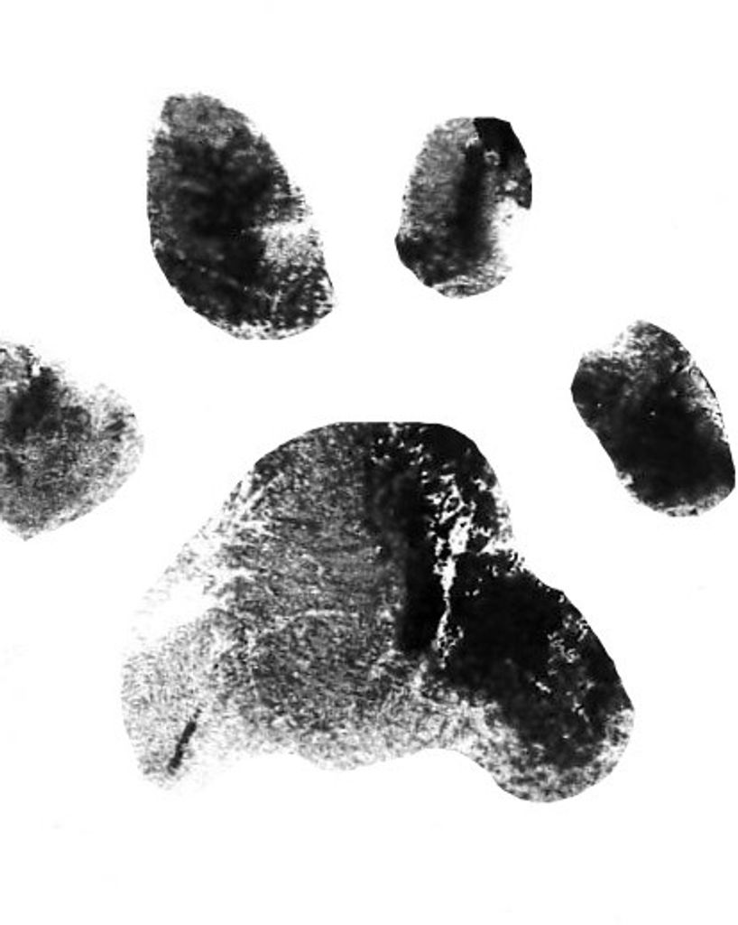 Ringo Lipford Profile Photo