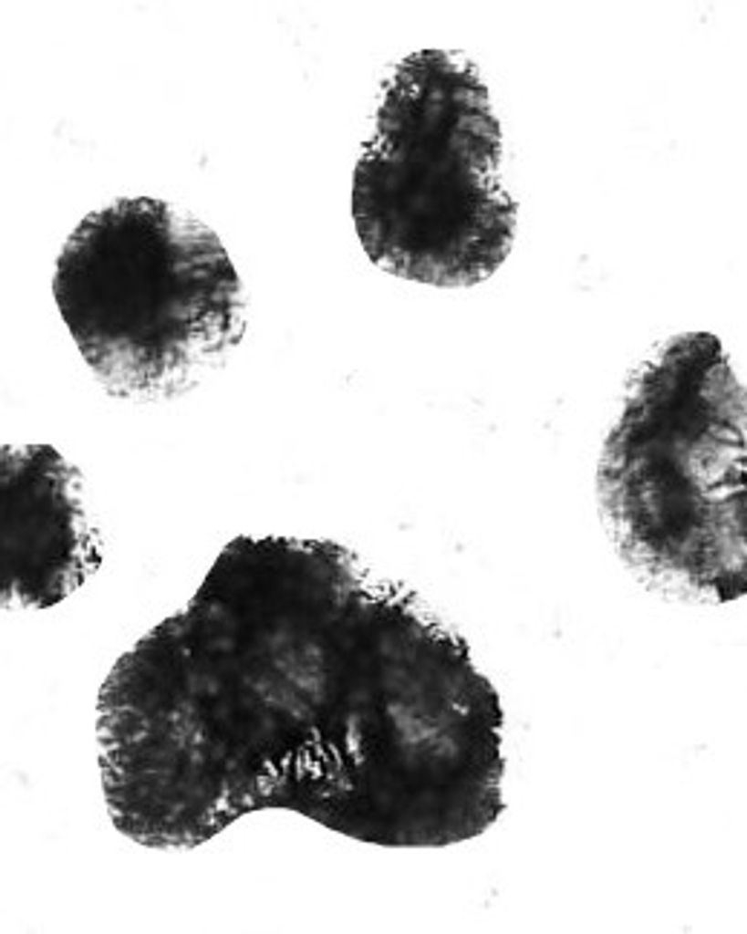 Olive Holtsclaw Profile Photo