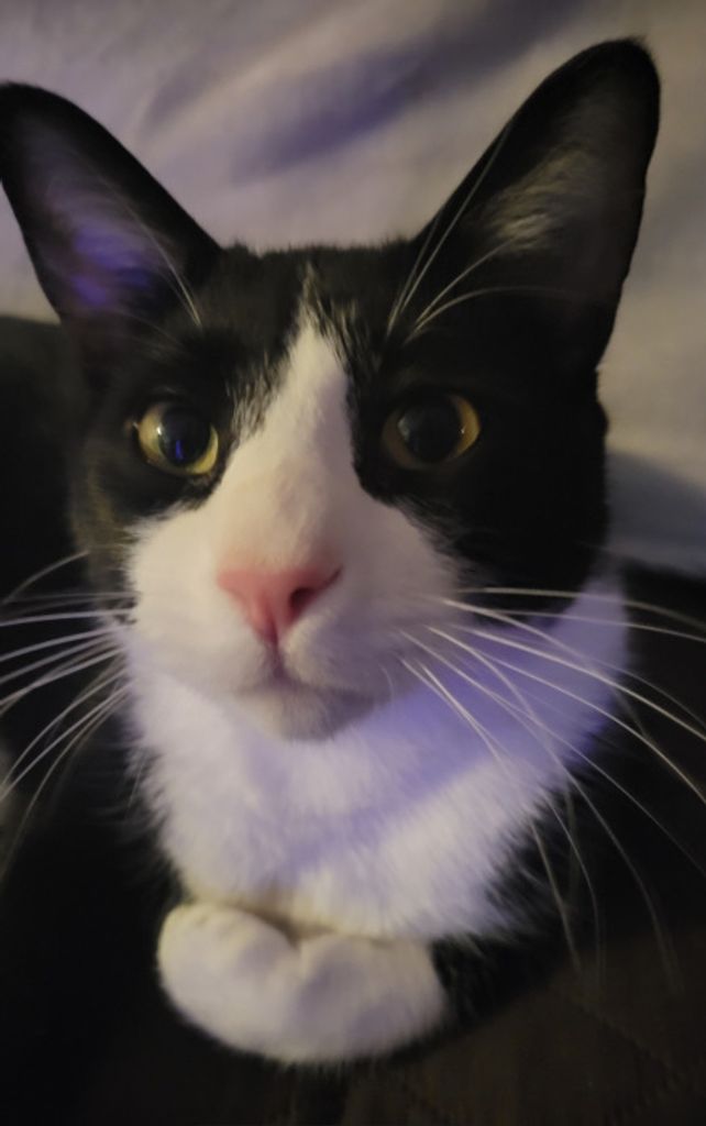 Louis Quickman Profile Photo