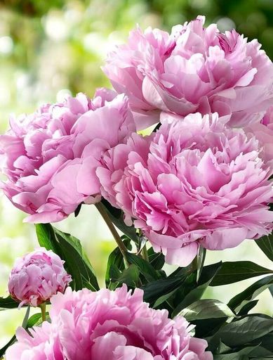 Rose Shedlock Profile Photo