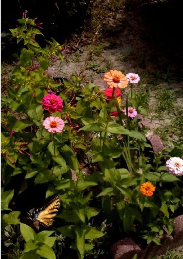 Virginia Byrd Anderson