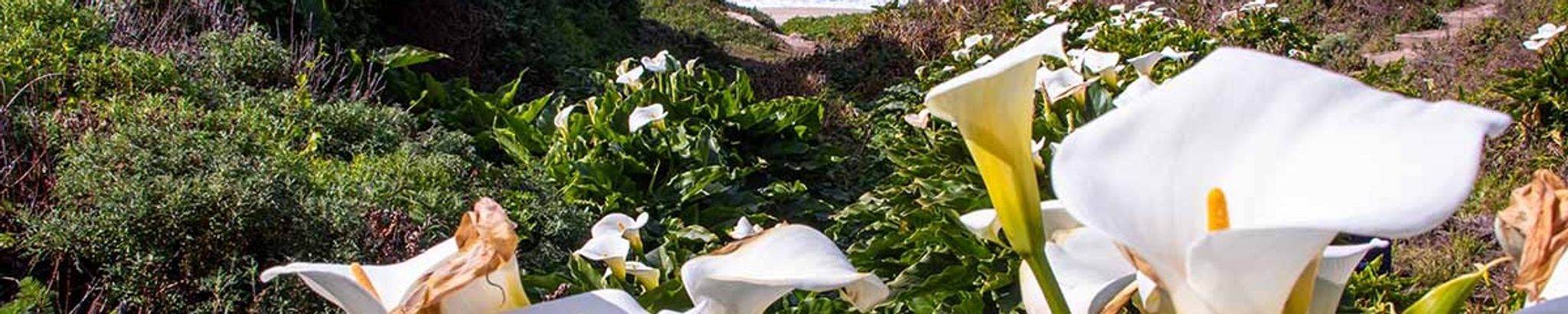 Cover photo for Janice Lynn Norton's Obituary