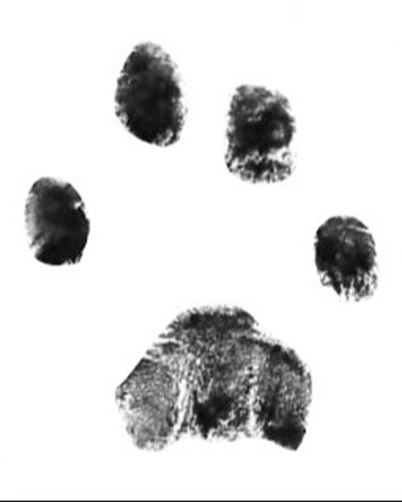 Mamas Spencer Profile Photo