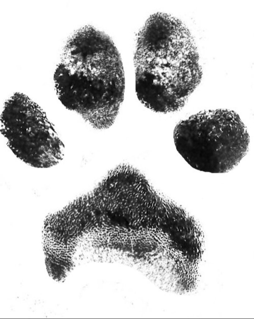 Maverick Stankovich Profile Photo