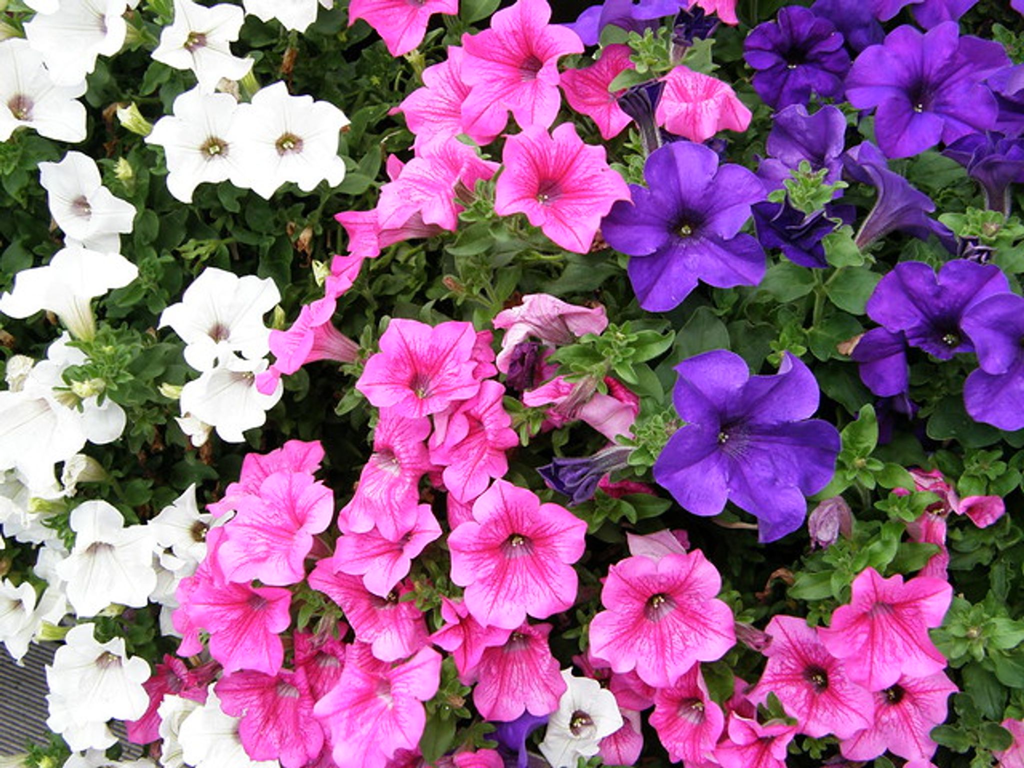 Cover photo for Ann Huntsman's Obituary