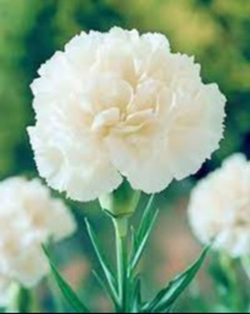 Giuseppe (Joseph) Porco Profile Photo