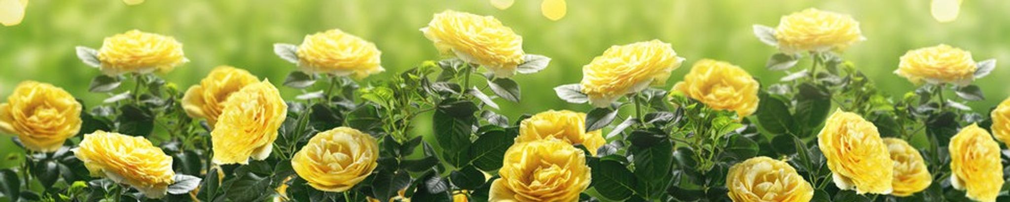 Cover for Sandra L. (Kamon) Fleming's Obituary