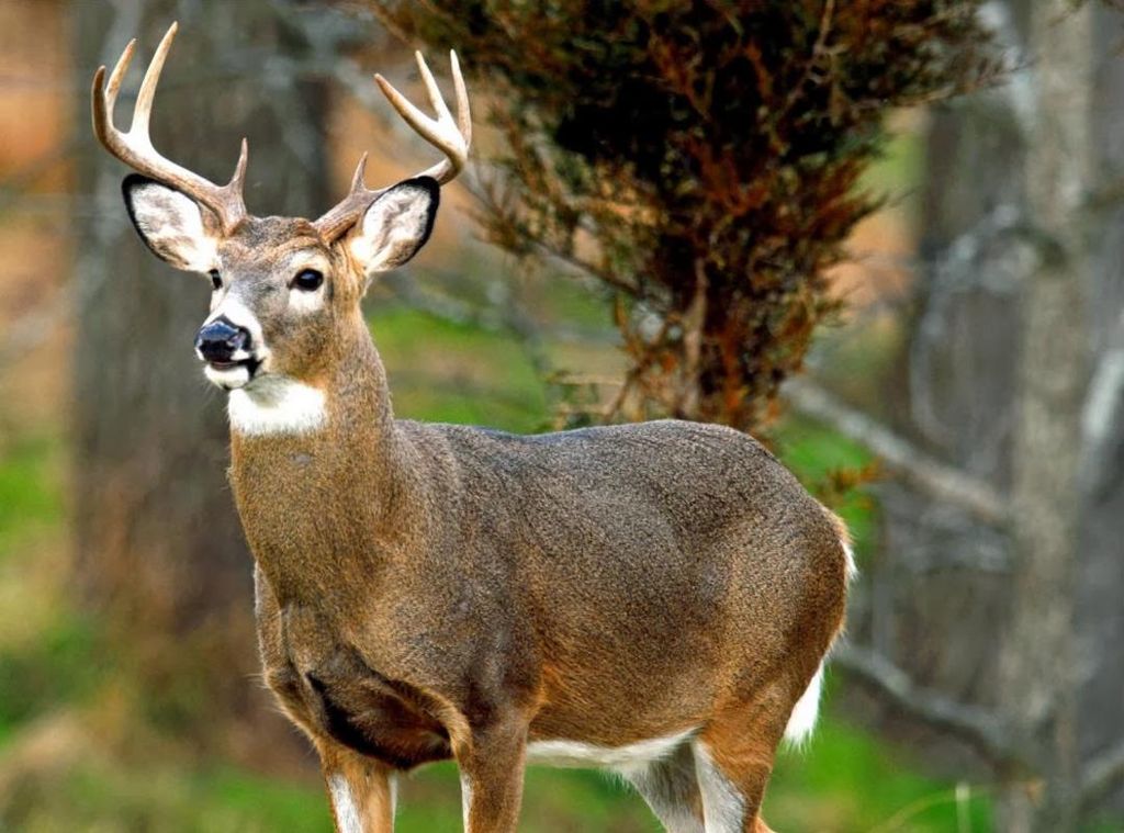 Bernard W. Gregory Profile Photo