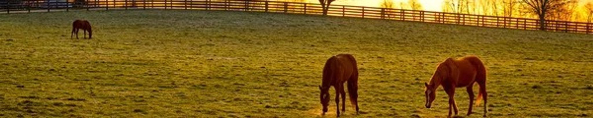 Cover for Jennifer Lynn Raines's Obituary