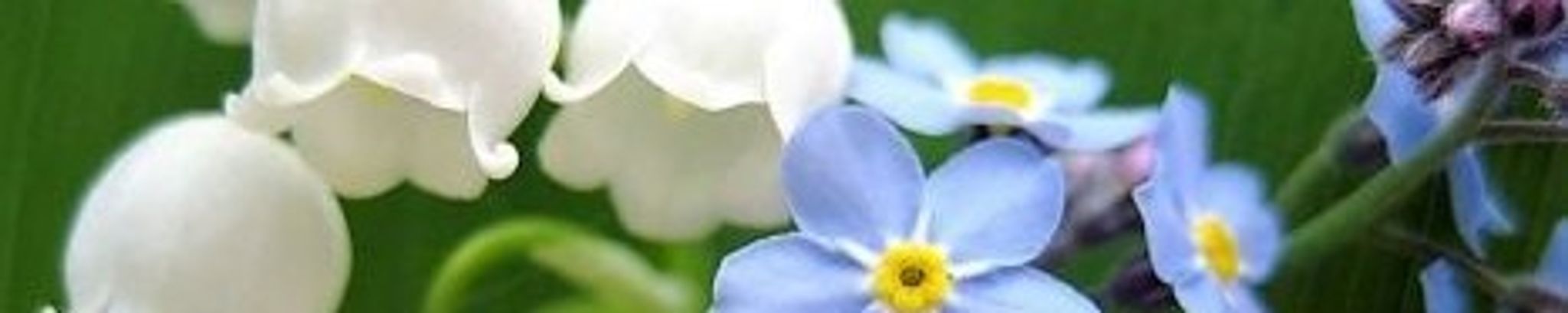 Cover for Jaime Rae Russell's Obituary