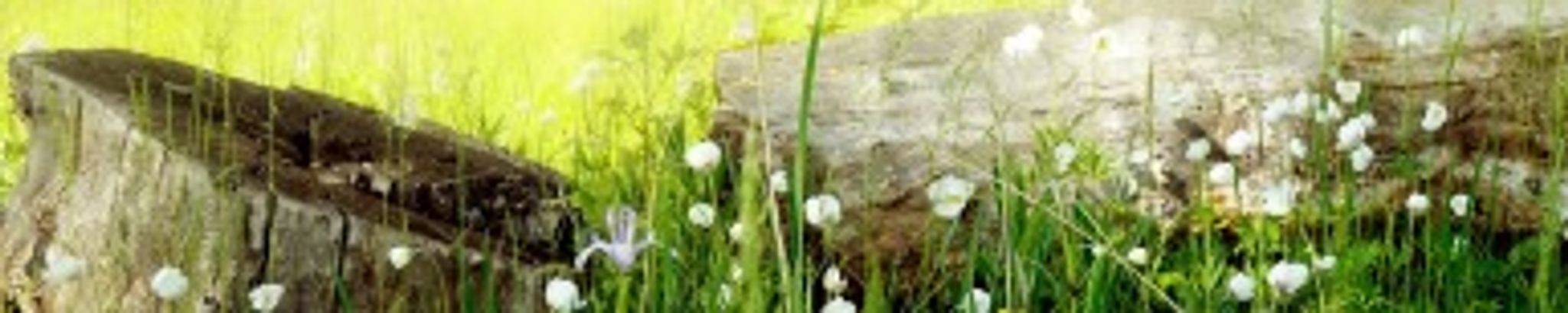 Cover photo for Shelly Lynn Brady's Obituary