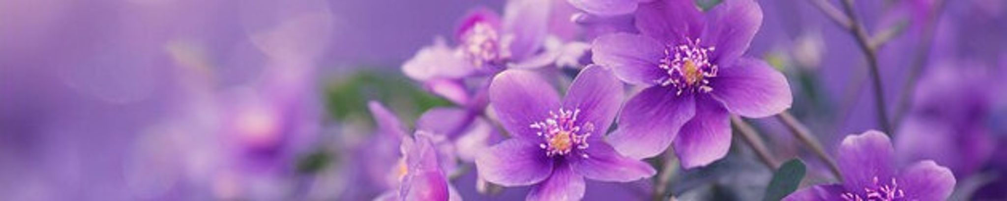 Cover for Teresa Iovanella's Obituary