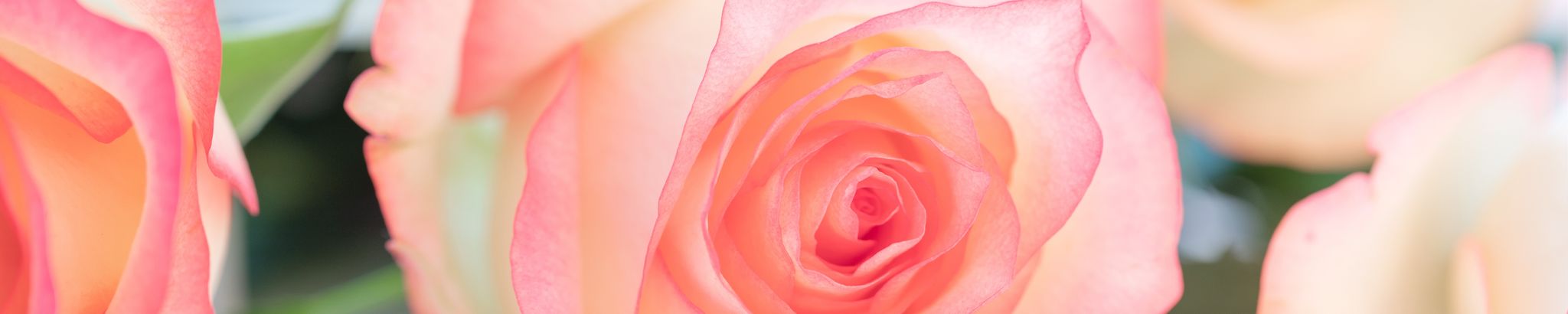 Cover for Amanda Rose Hendrickson's Obituary