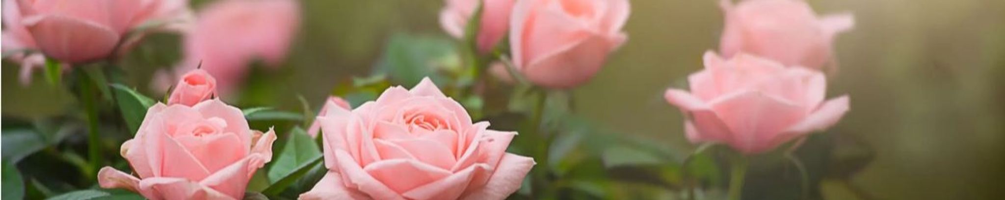 Cover photo for Artina Josephina Oppenheim (Van Herwaarde )'s Obituary