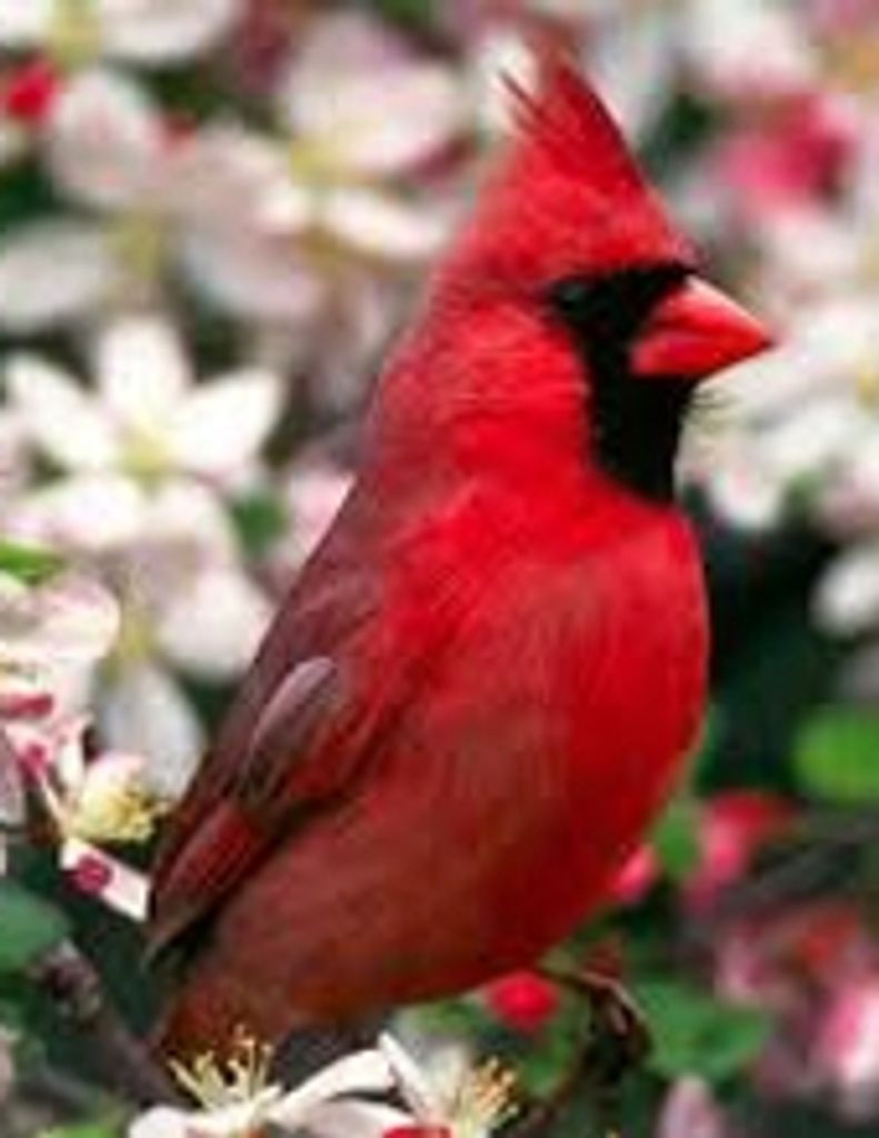 Mary Louise Ambrosia