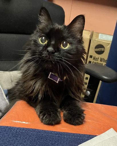 Tigger ?'s obituary image