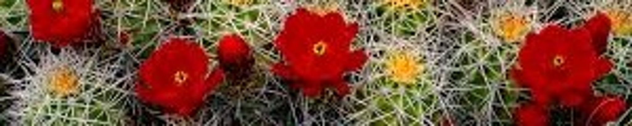 Cover photo for Bonnie Sue Turner's Obituary