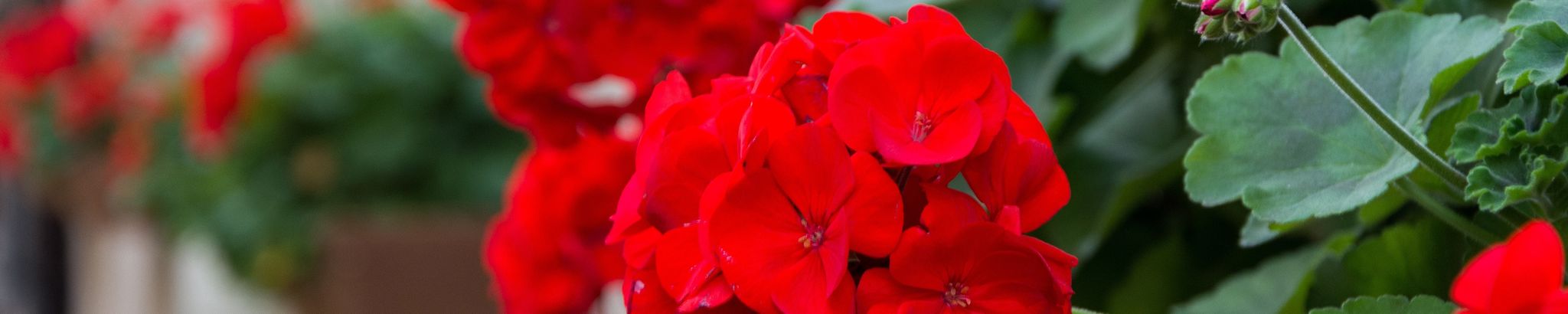 Cover photo for Rosemary Hommerding's Obituary