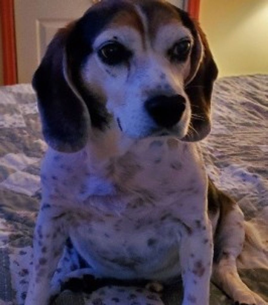 Sherman Lee Profile Photo