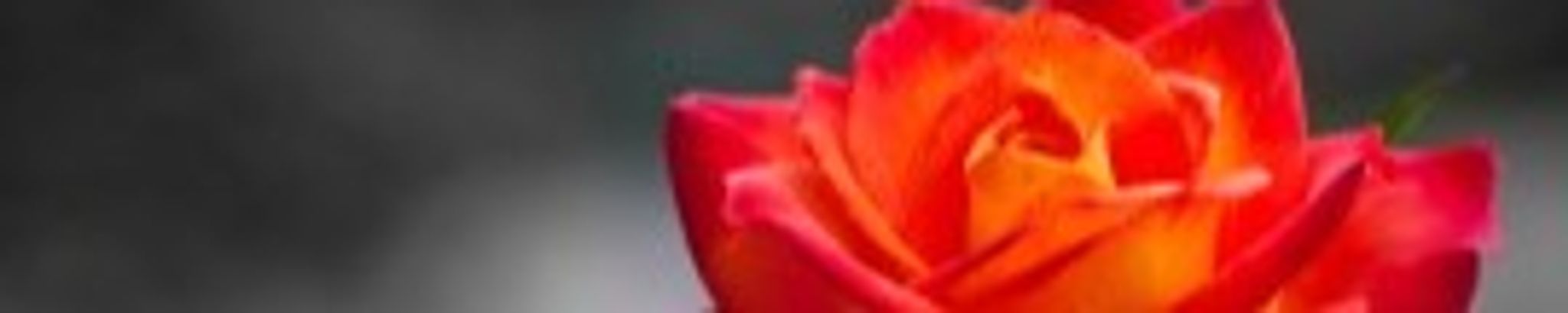 Cover photo for Gloria Davis's Obituary