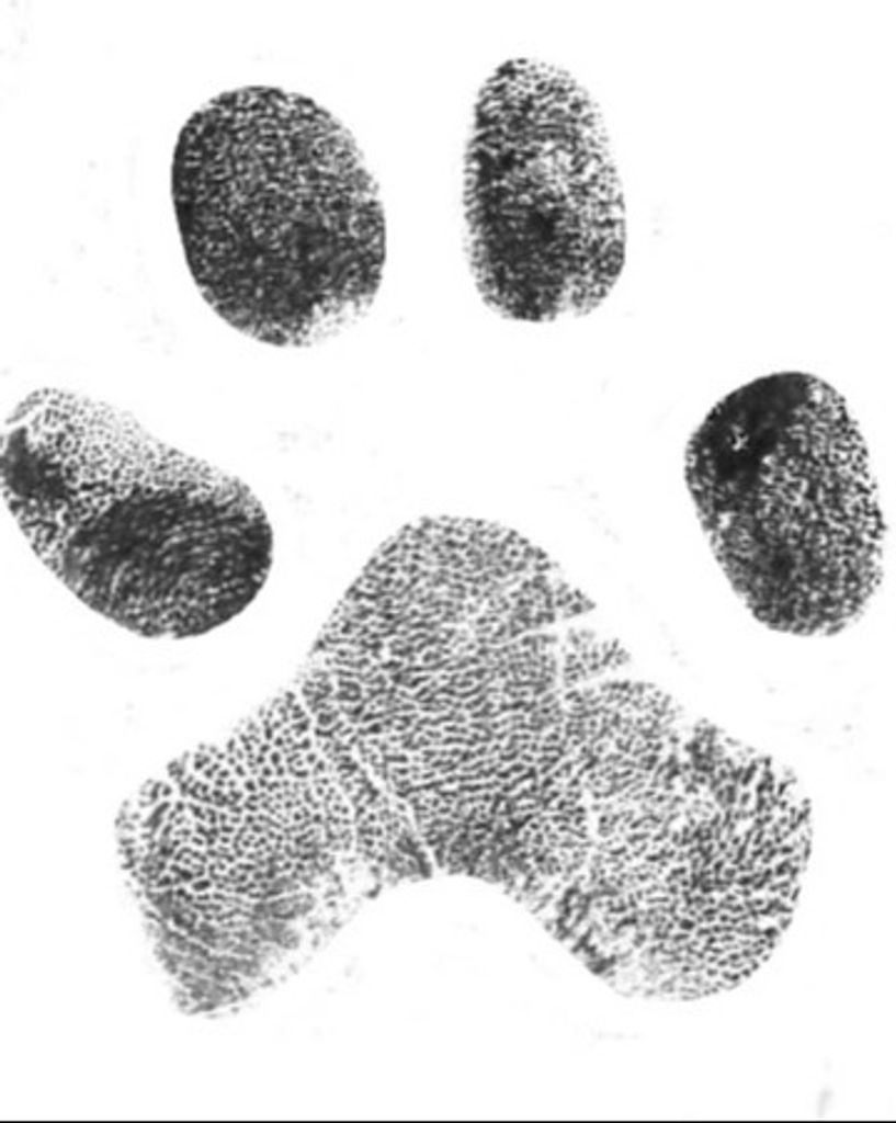 Dexter Davidson Profile Photo