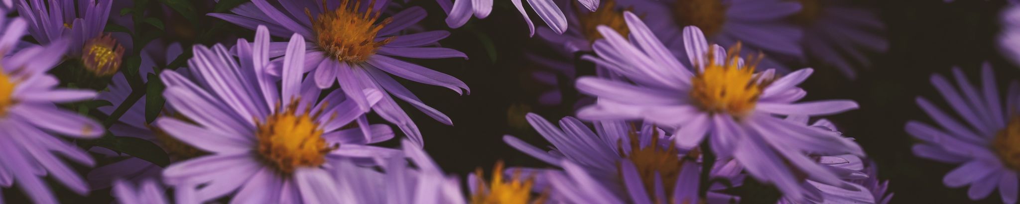 Cover for Emma Ibita Boogerd's Obituary