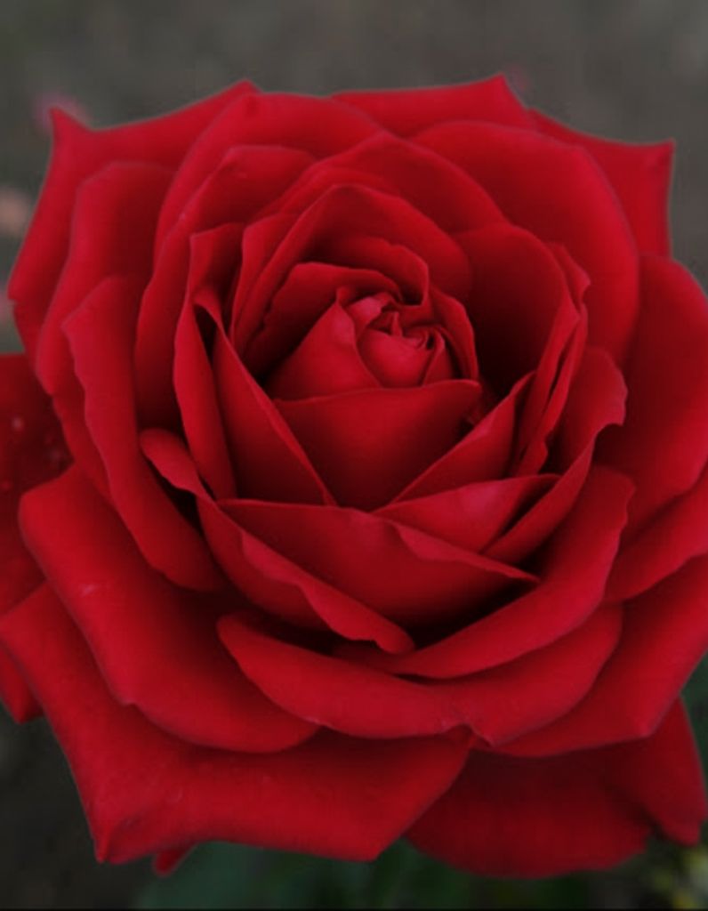 Taylor Elizabeth Gladwell