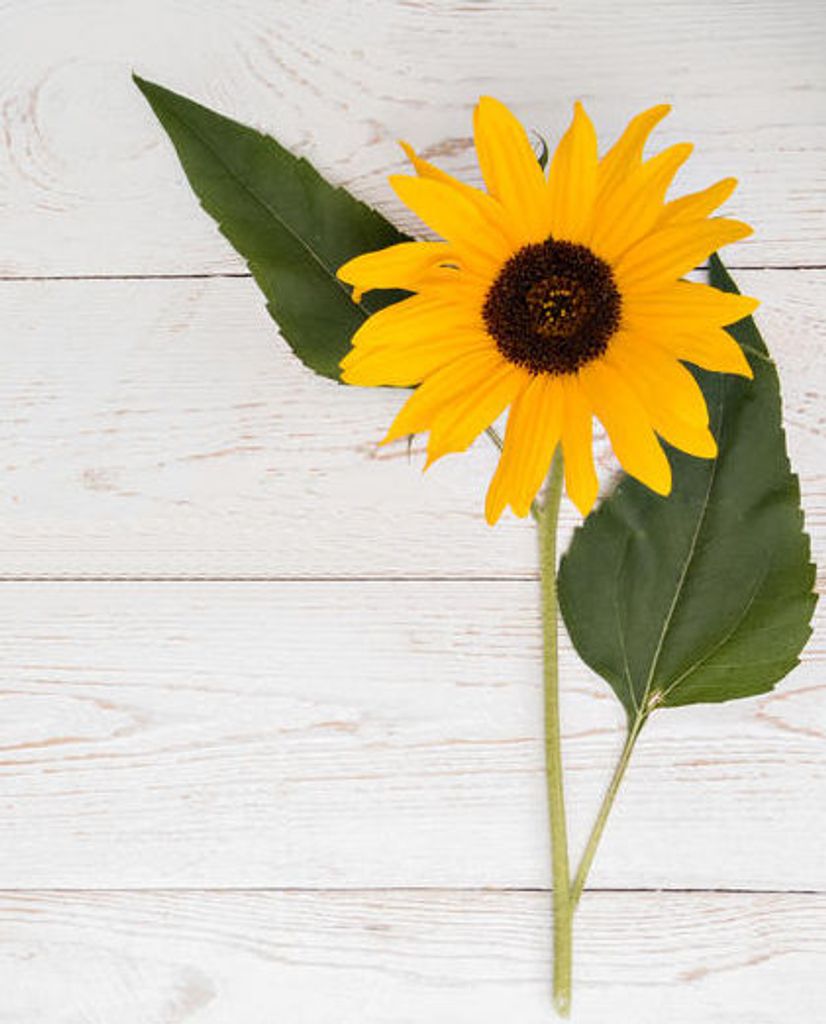 Jessie Catherine Schuetze